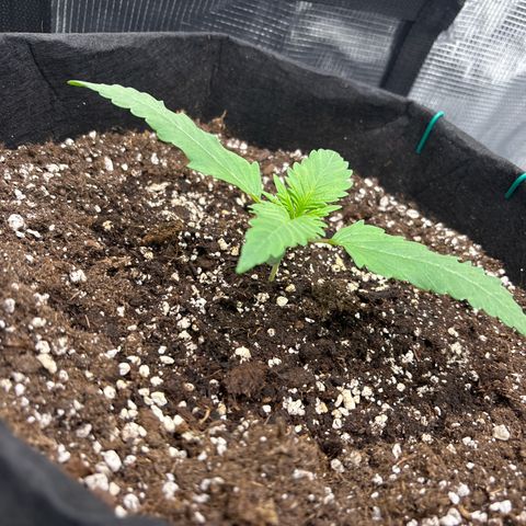 double grape x strawberry nuggets  growlog timeline photo
