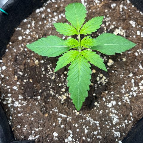 Sour stomper x fantasmo  growlog timeline photo