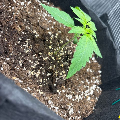 Sour stomper x fantasmo  growlog timeline photo