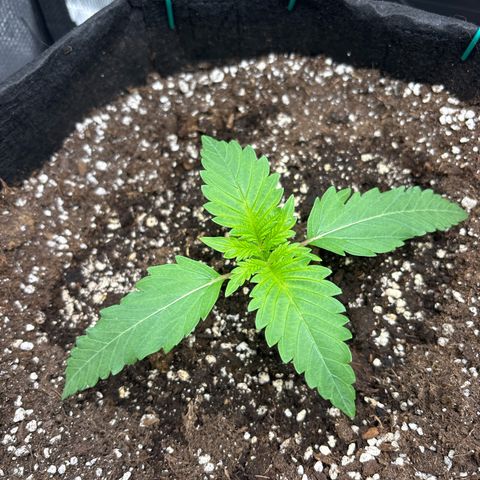 double grape x strawberry nuggets  growlog timeline photo