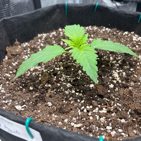 double grape x strawberry nuggets  growlog timeline photo