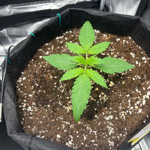 Sour stomper x fantasmo  growlog timeline photo