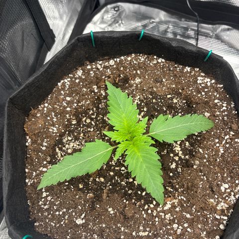 double grape x strawberry nuggets  growlog timeline photo