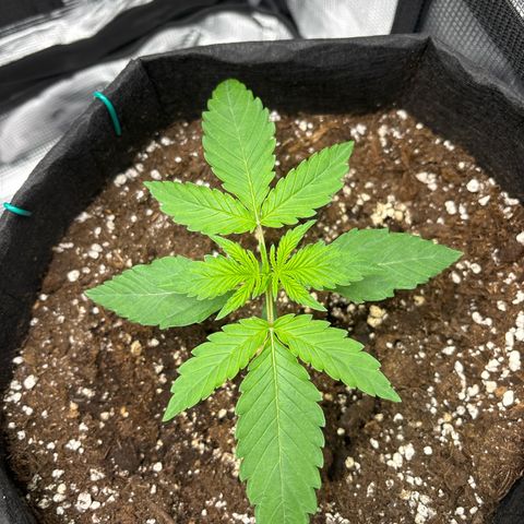 Sour stomper x fantasmo  growlog timeline photo