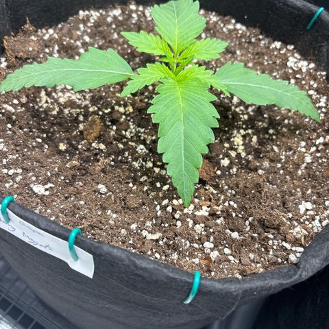 double grape x strawberry nuggets  growlog timeline photo