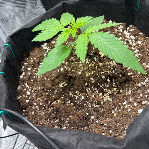 Sour stomper x fantasmo  growlog timeline photo