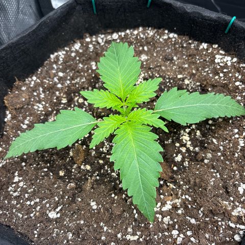 double grape x strawberry nuggets  growlog timeline photo