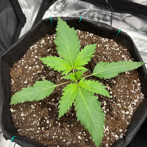 double grape x strawberry nuggets  growlog timeline photo