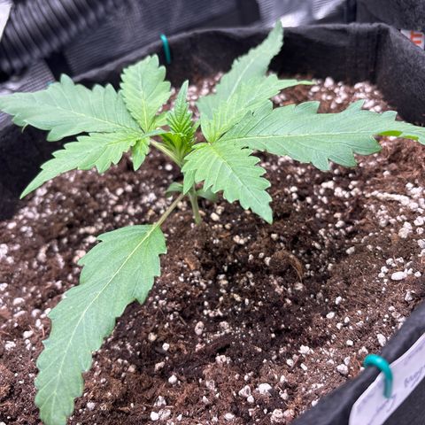 double grape x strawberry nuggets  growlog timeline photo
