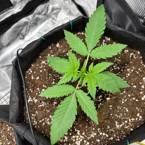 Sour stomper x fantasmo  growlog timeline photo
