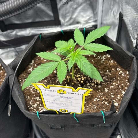 Sour stomper x fantasmo  growlog timeline photo