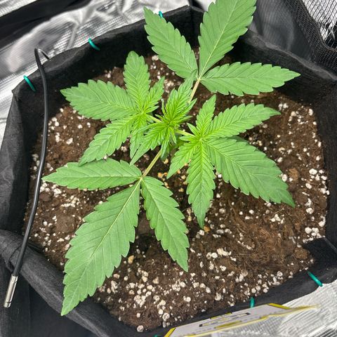 Sour stomper x fantasmo  growlog timeline photo
