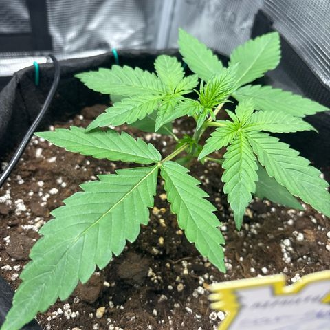 Sour stomper x fantasmo  growlog timeline photo
