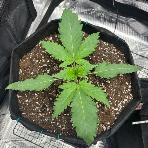 double grape x strawberry nuggets  growlog timeline photo