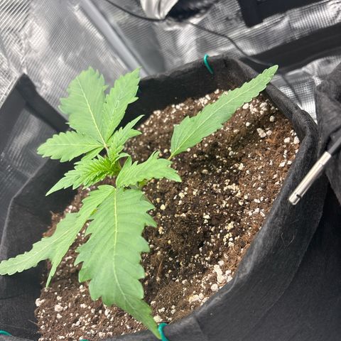 double grape x strawberry nuggets  growlog timeline photo