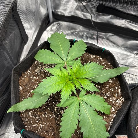 double grape x strawberry nuggets  growlog timeline photo