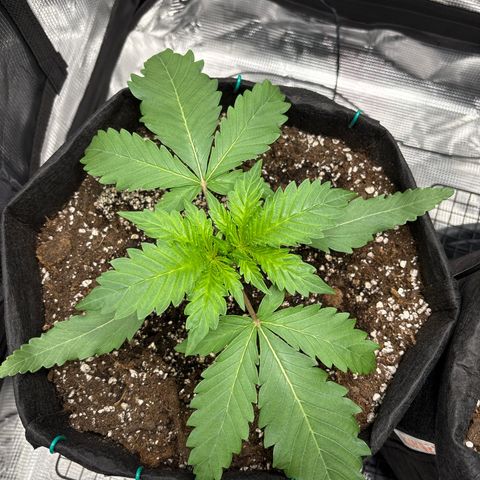 double grape x strawberry nuggets  growlog timeline photo