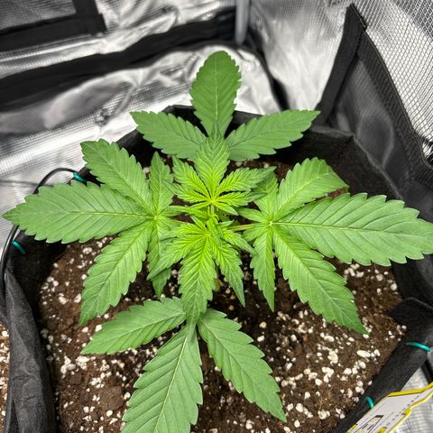 Sour stomper x fantasmo  growlog timeline photo