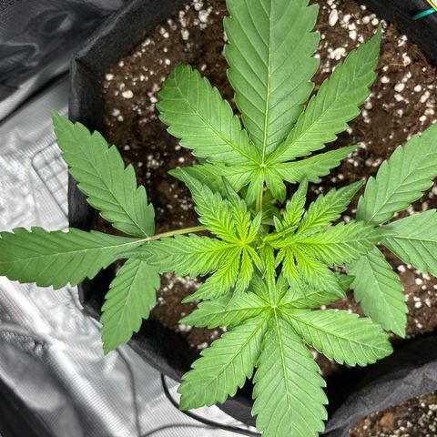 Sour stomper x fantasmo  growlog timeline photo
