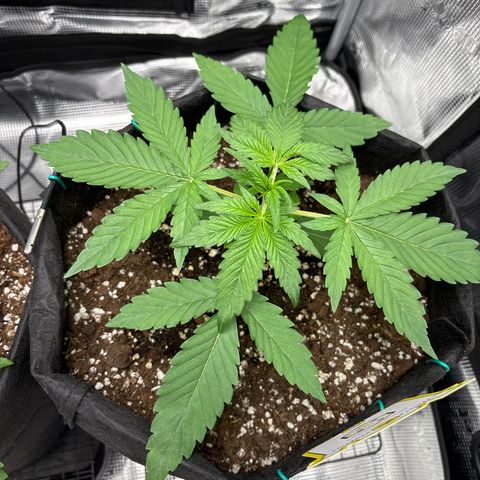 Sour stomper x fantasmo  growlog timeline photo