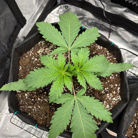 double grape x strawberry nuggets  growlog timeline photo