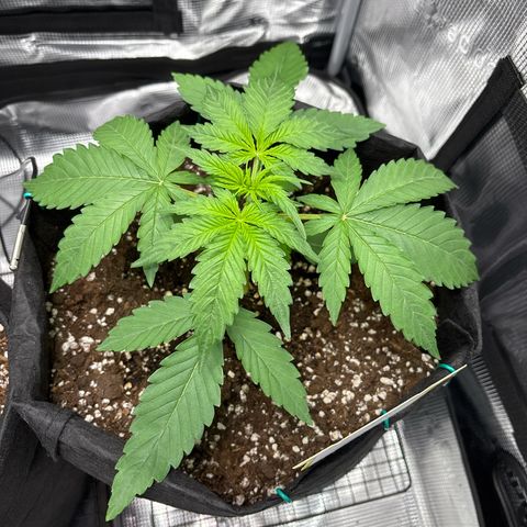 Sour stomper x fantasmo  growlog timeline photo