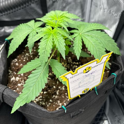 Sour stomper x fantasmo  growlog timeline photo