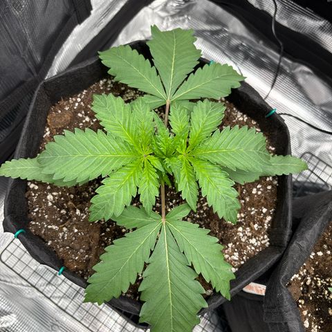 double grape x strawberry nuggets  growlog timeline photo
