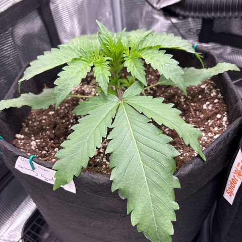 double grape x strawberry nuggets  growlog timeline photo