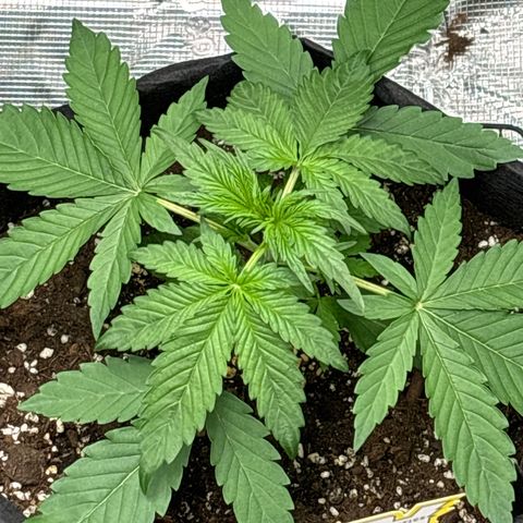 Sour stomper x fantasmo  growlog timeline photo
