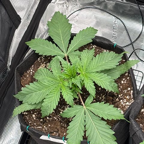double grape x strawberry nuggets  growlog timeline photo