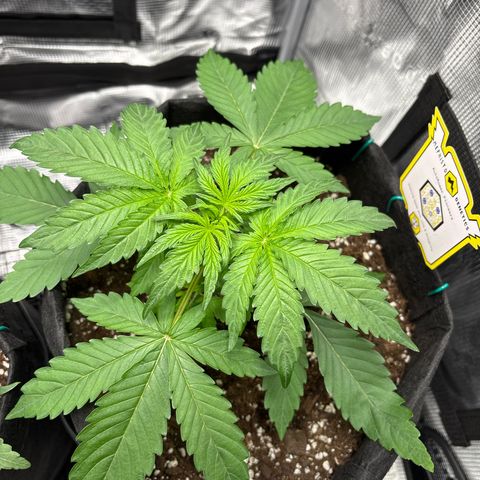 Sour stomper x fantasmo  growlog timeline photo