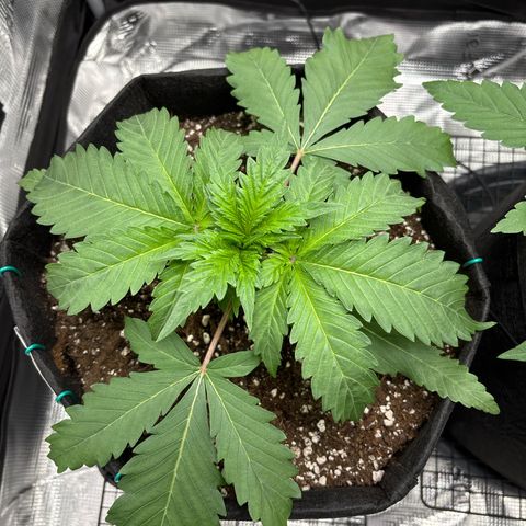 double grape x strawberry nuggets  growlog timeline photo