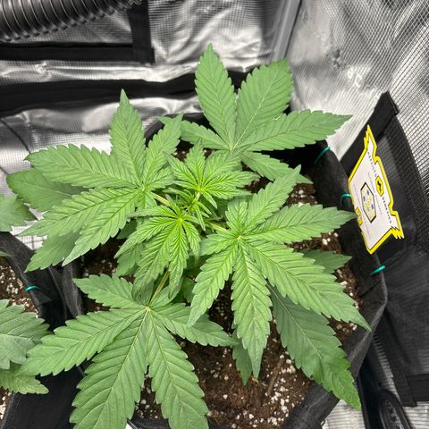 Sour stomper x fantasmo  growlog timeline photo