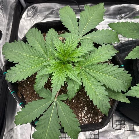 double grape x strawberry nuggets  growlog timeline photo