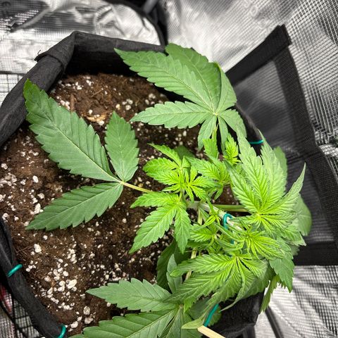 Sour stomper x fantasmo  growlog timeline photo