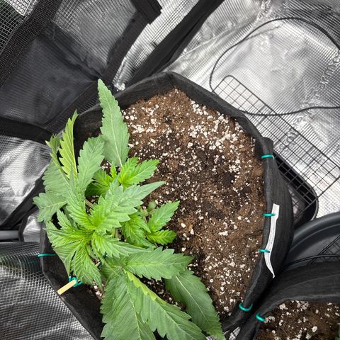 double grape x strawberry nuggets  growlog timeline photo