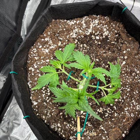 double grape x strawberry nuggets  growlog timeline photo