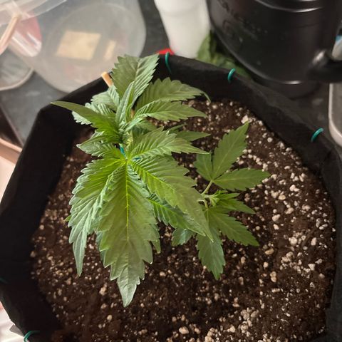 double grape x strawberry nuggets  growlog timeline photo