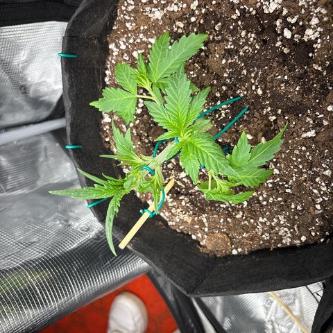 double grape x strawberry nuggets  growlog timeline photo