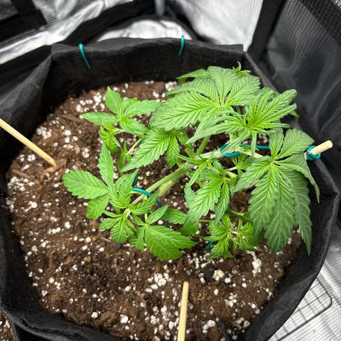 Sour stomper x fantasmo  growlog timeline photo