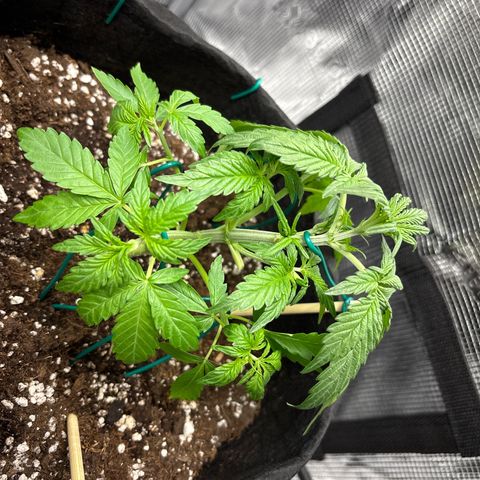 Sour stomper x fantasmo  growlog timeline photo