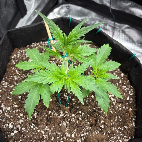 double grape x strawberry nuggets  growlog timeline photo