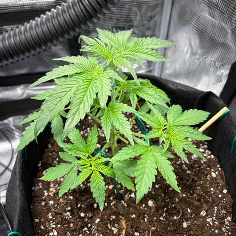 Sour stomper x fantasmo  growlog timeline photo