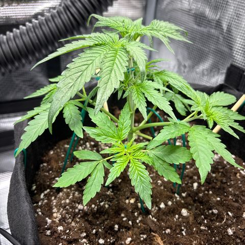 Sour stomper x fantasmo  growlog timeline photo