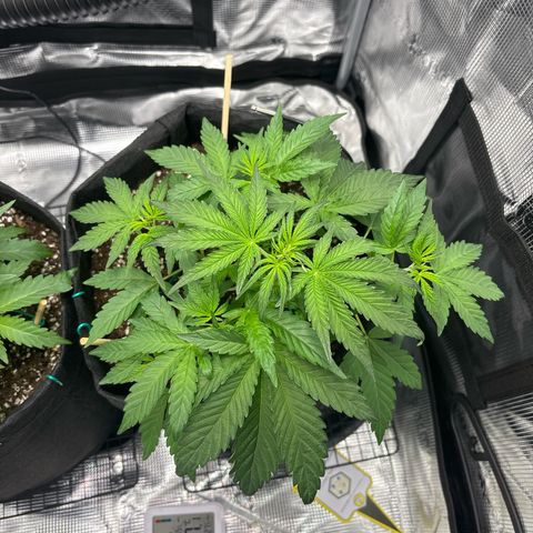 Sour stomper x fantasmo  growlog timeline photo