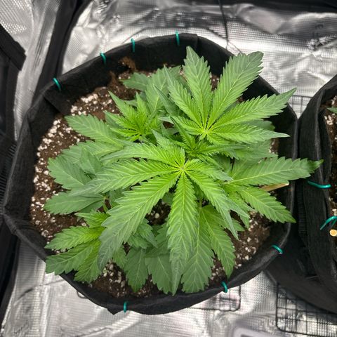 double grape x strawberry nuggets  growlog timeline photo