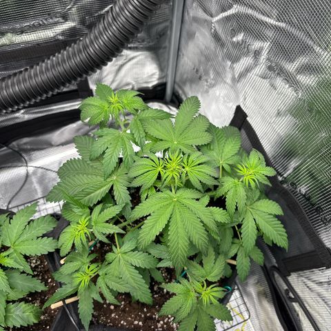 Sour stomper x fantasmo  growlog timeline photo