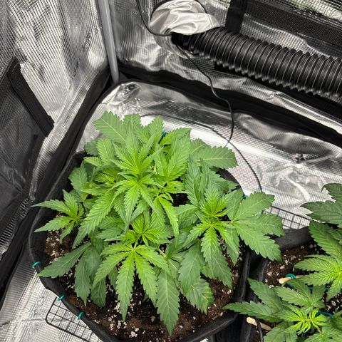 double grape x strawberry nuggets  growlog timeline photo