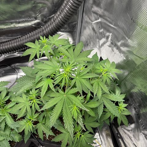 Sour stomper x fantasmo  growlog timeline photo